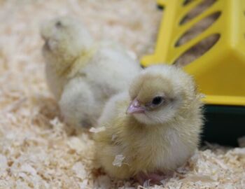 MEA Chicks hatch during Science Week